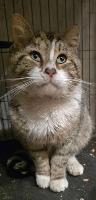 Meatball Mike thumbnail 2