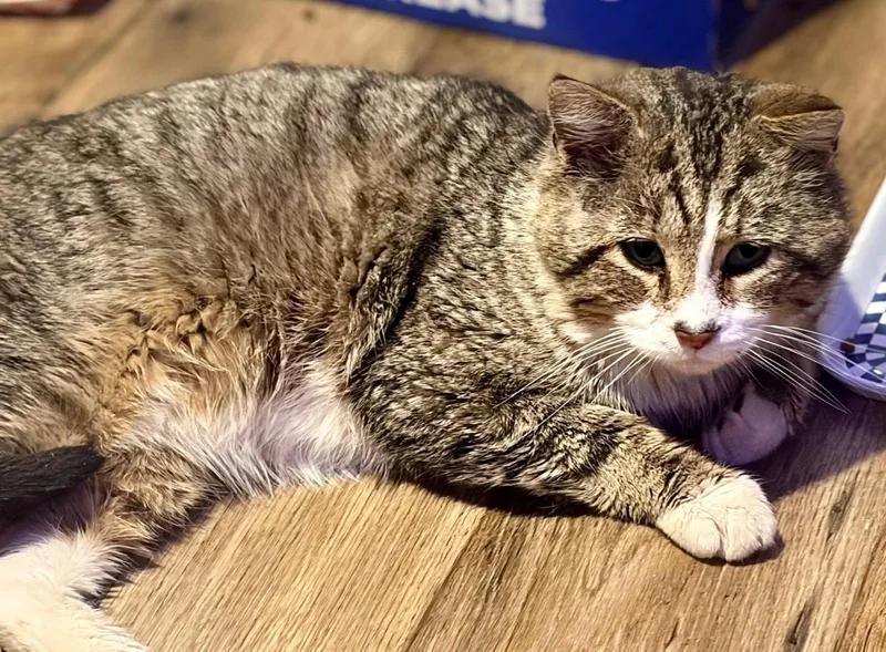 Meatball Mike thumbnail 3