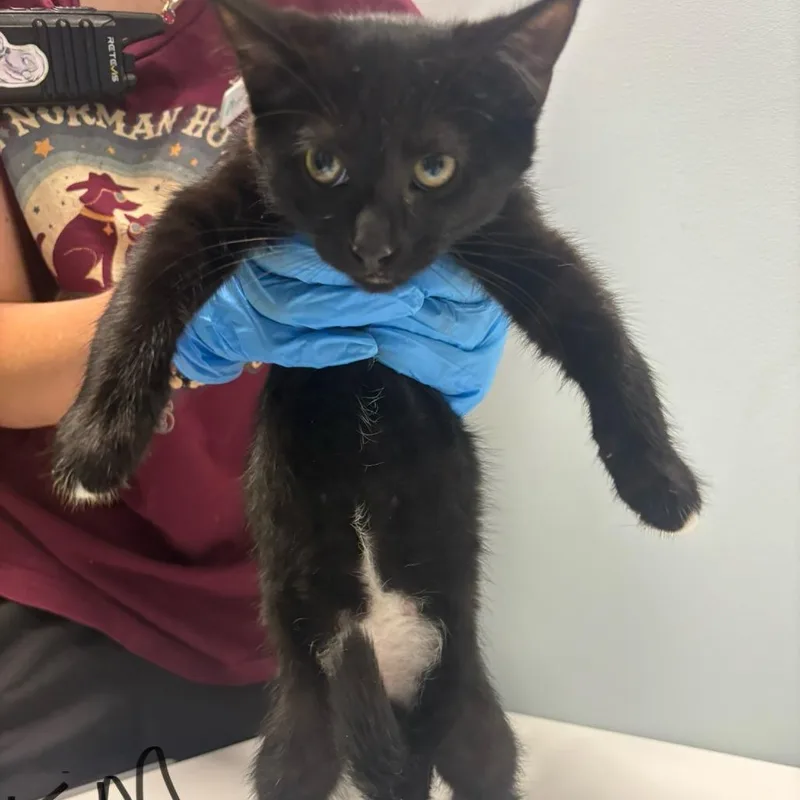 A baby small-sized female Black Domestic Short Hair cat named Kim for adoption in Mooresville, NC