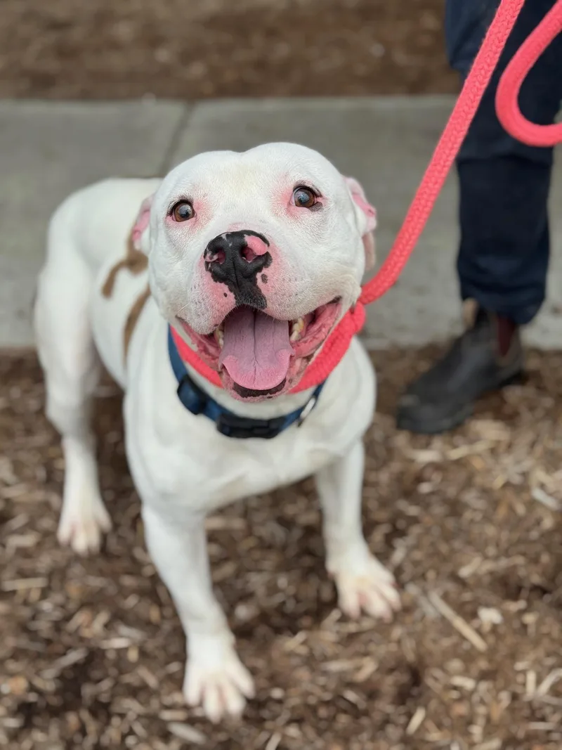 An adult medium-sized male White / Cream Pit Bull Terrier dog named Zeus for adoption in Benton Harbor, MI