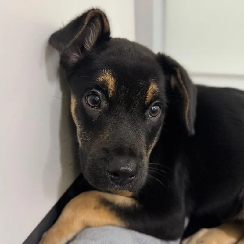 A baby small-sized female Mixed Breed dog named Faith for adoption in Middletown, RI