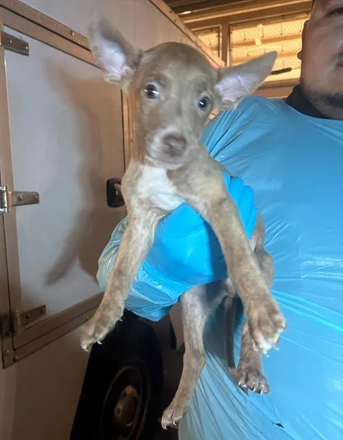 A baby small-sized male American Staffordshire Terrier dog named Moth for adoption in San Antonio, TX