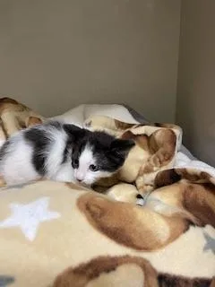 A young small-sized male Black & White / Tuxedo Domestic Short Hair cat named Pepper for adoption in Parlier, CA