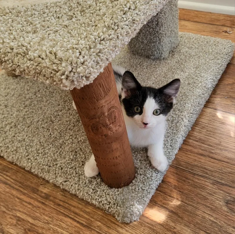 Pepper thumbnail 3