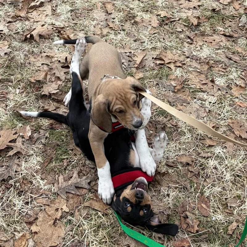 Flapjack thumbnail 3