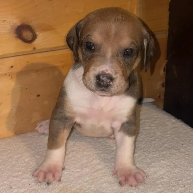 Flapjack thumbnail 5