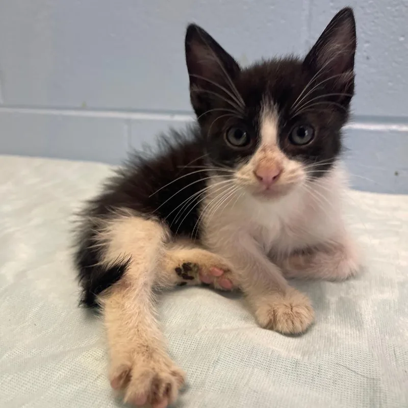 A baby small-sized female Black Domestic Short Hair cat named Chaz for adoption in Valley, AL