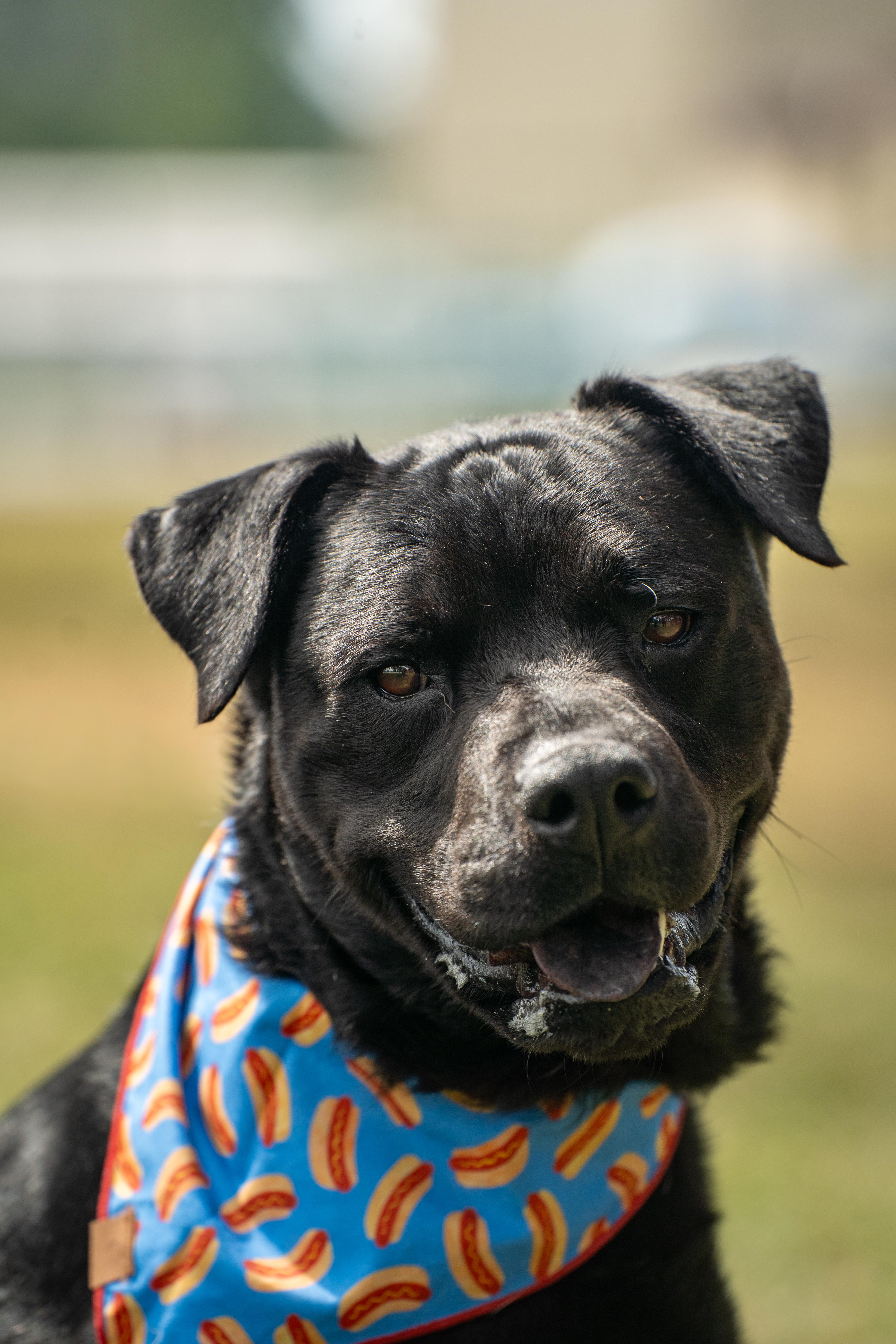 An adult large-sized male Black Mixed Breed dog named Koi for adoption in Myrtle Beach, SC