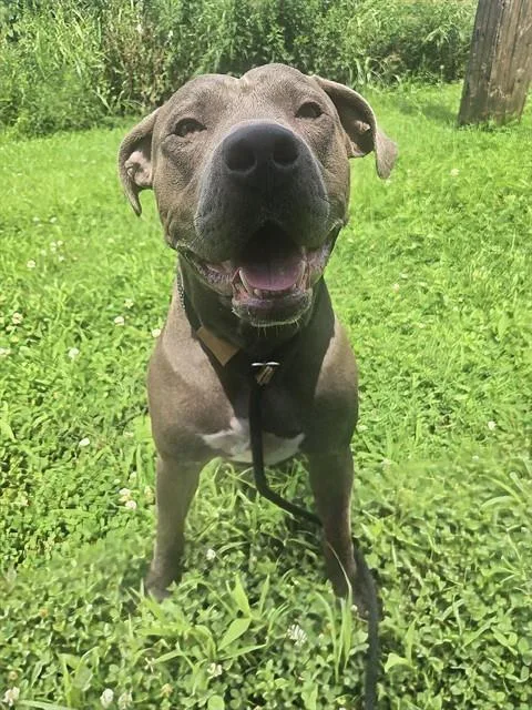 An adult large-sized male Terrier dog named Archer for adoption in Olivette, MO
