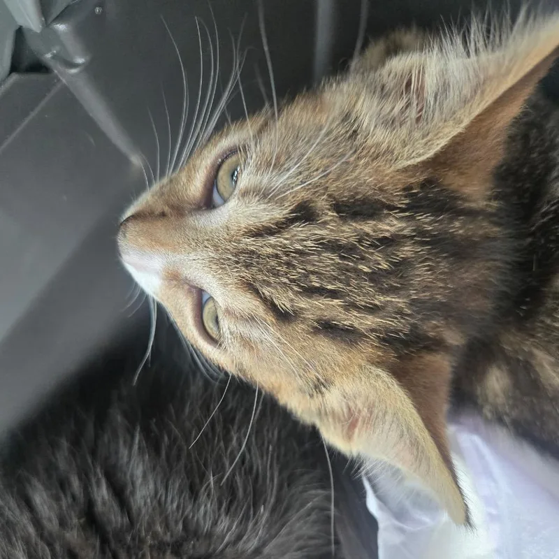 A baby small-sized male Brown / Chocolate Domestic Short Hair cat named Gracie for adoption in Middle Village, NY