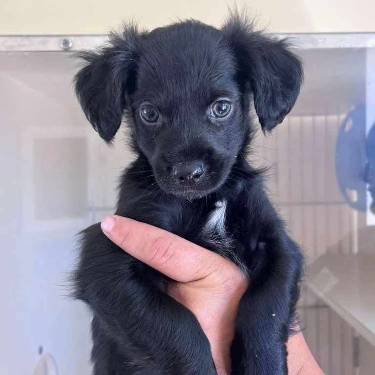 A baby small-sized male Black Chihuahua dog named Nakoma for adoption in San Pablo, CA