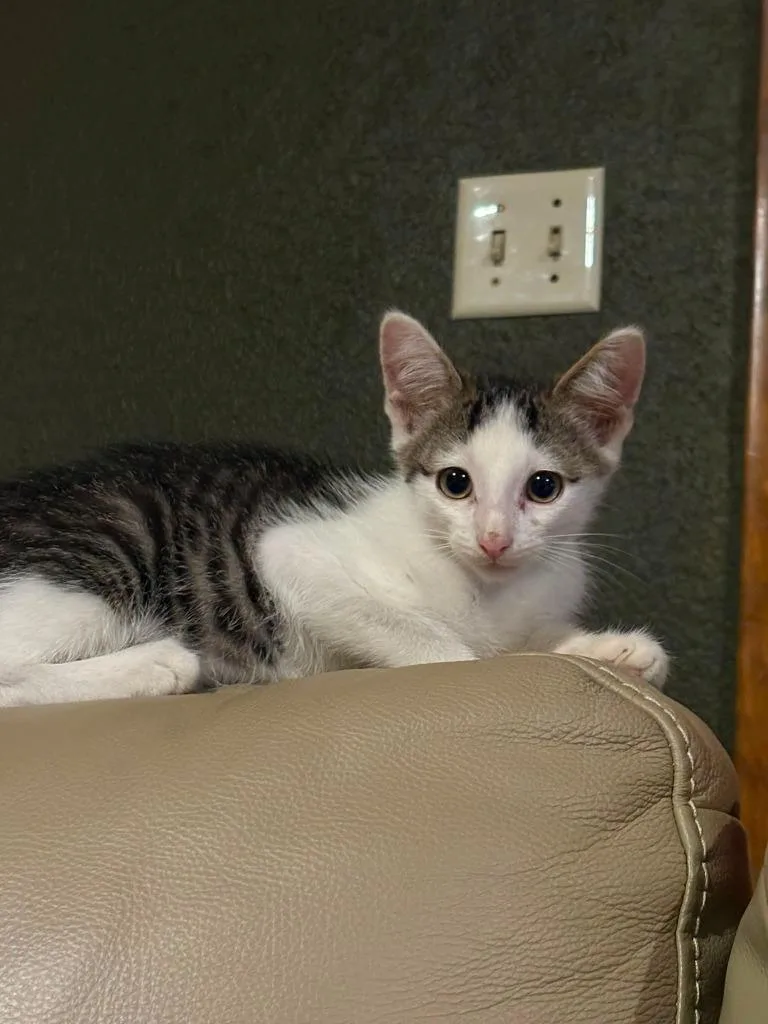 A baby medium-sized male Domestic Short Hair cat named Mickelsen for adoption in Miami, OK