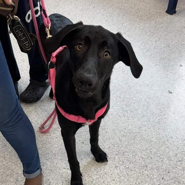 A young medium-sized female Labrador Retriever dog named Bella for adoption in Des Moines, IA