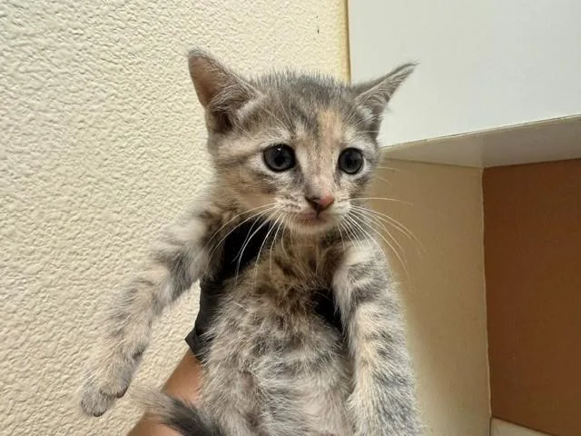 A baby small-sized female Domestic Short Hair cat named Marla for adoption in Fairfield, CA