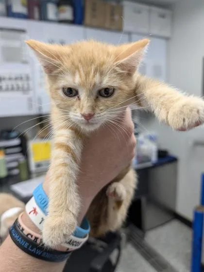 A baby small-sized male Domestic Short Hair cat named Izzy for adoption in West Chester, PA
