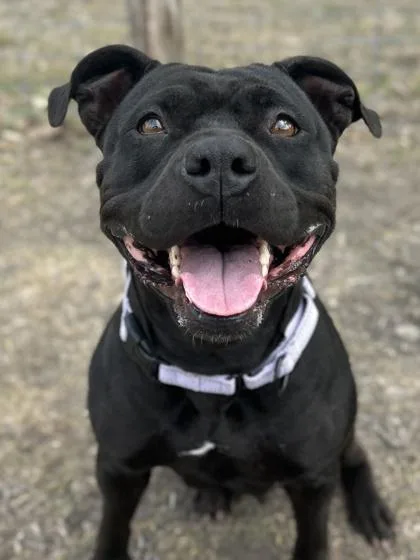 An adult large-sized female American Staffordshire Terrier dog named Sweet Pea for adoption in San Antonio, TX