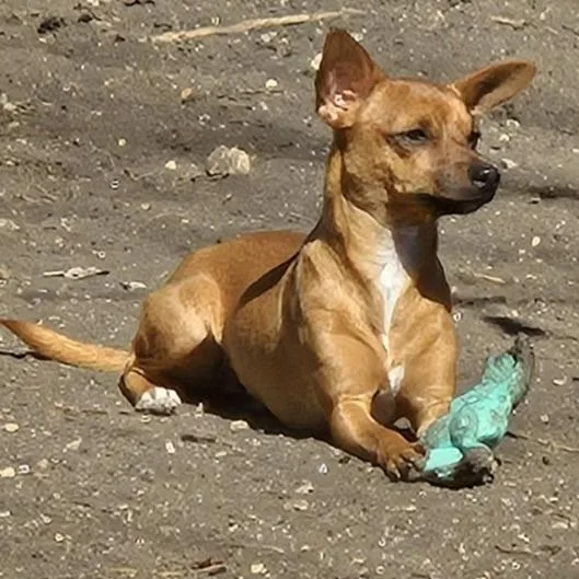 Peanut Lgb