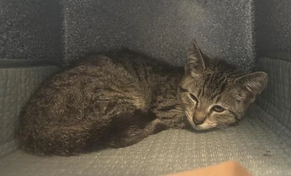A baby small-sized male Domestic Short Hair cat named Zucchini Bread for adoption in New York, NY