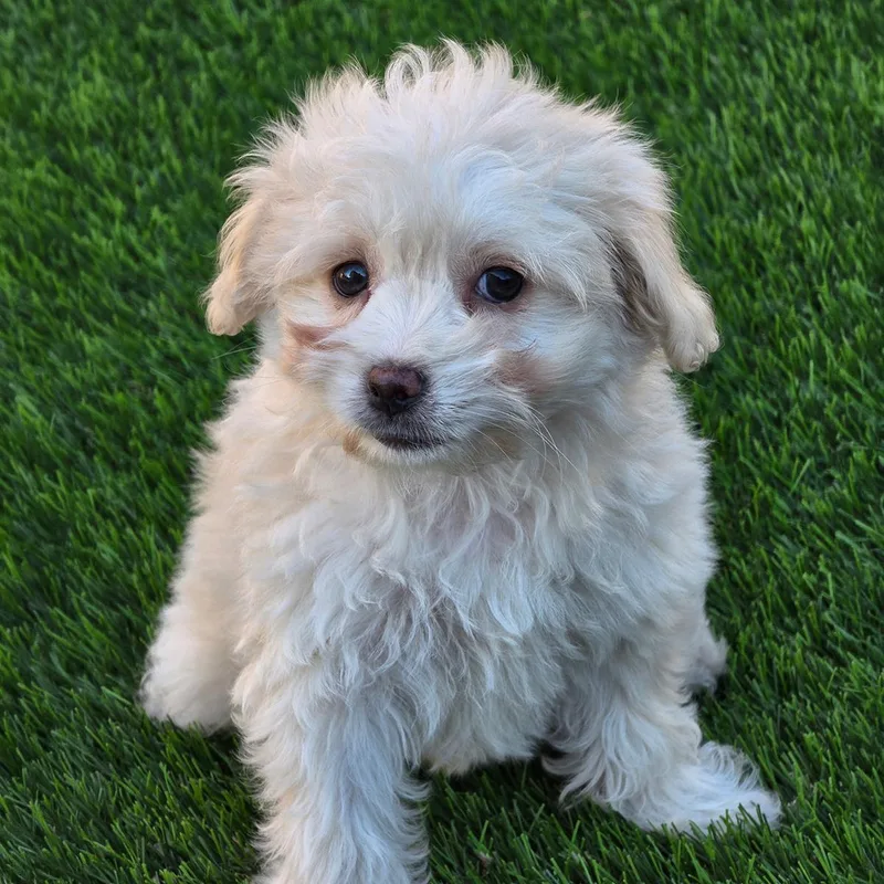 A baby small-sized female Maltese dog named Pizza Pup  Pepperoni for adoption in San Diego, CA
