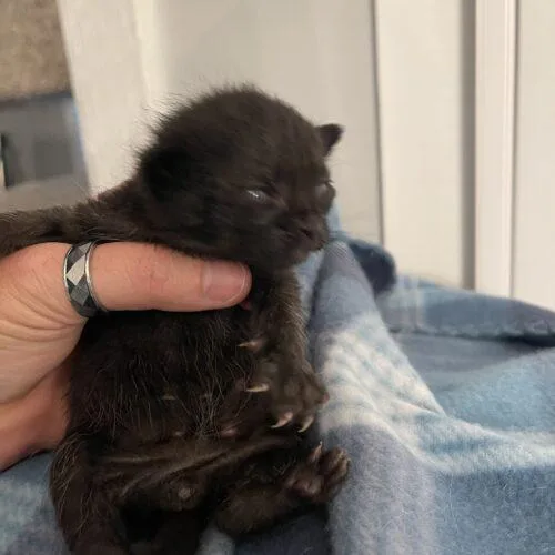 A baby small-sized male Black Domestic Short Hair cat named Dimitri for adoption in Tampa, FL
