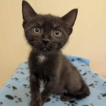 A baby small-sized male Black Domestic Short Hair cat named Buster for adoption in Rochester, MN