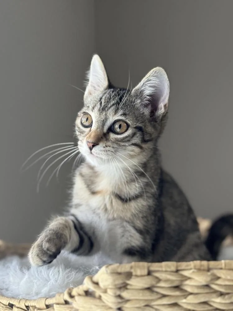 A baby small-sized female Tabby (Brown / Chocolate) Domestic Short Hair cat named Zeppelin for adoption in Wellington, FL
