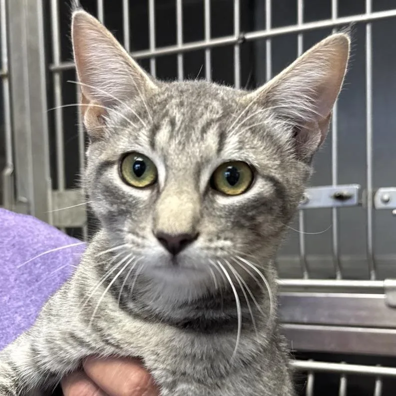 A young medium-sized male Domestic Short Hair cat named Luke for adoption in Midland, TX