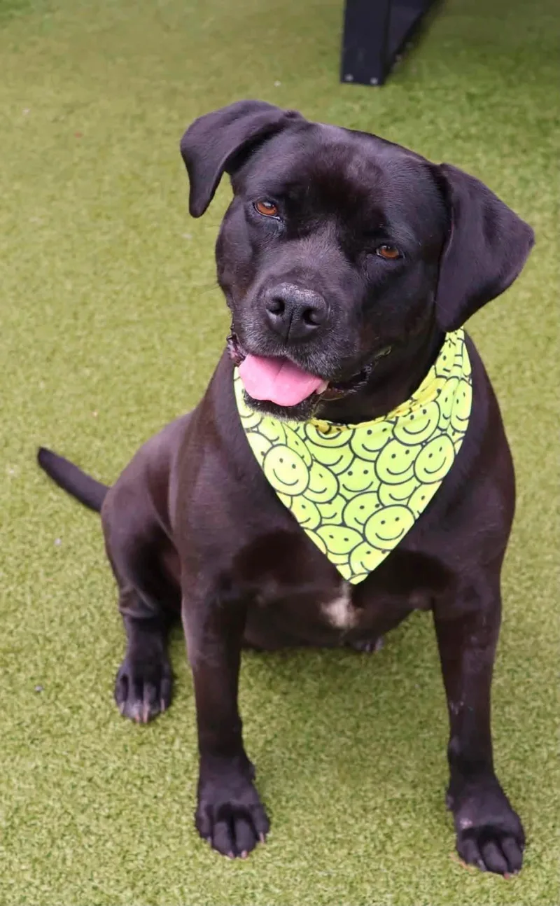 An adult extra large-sized female Black Labrador Retriever dog named Tiara Athens for adoption in Rockaway, NJ