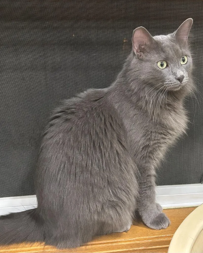 A young medium-sized female Domestic Short Hair cat named Beckham Romero for adoption in Minneapolis, MN