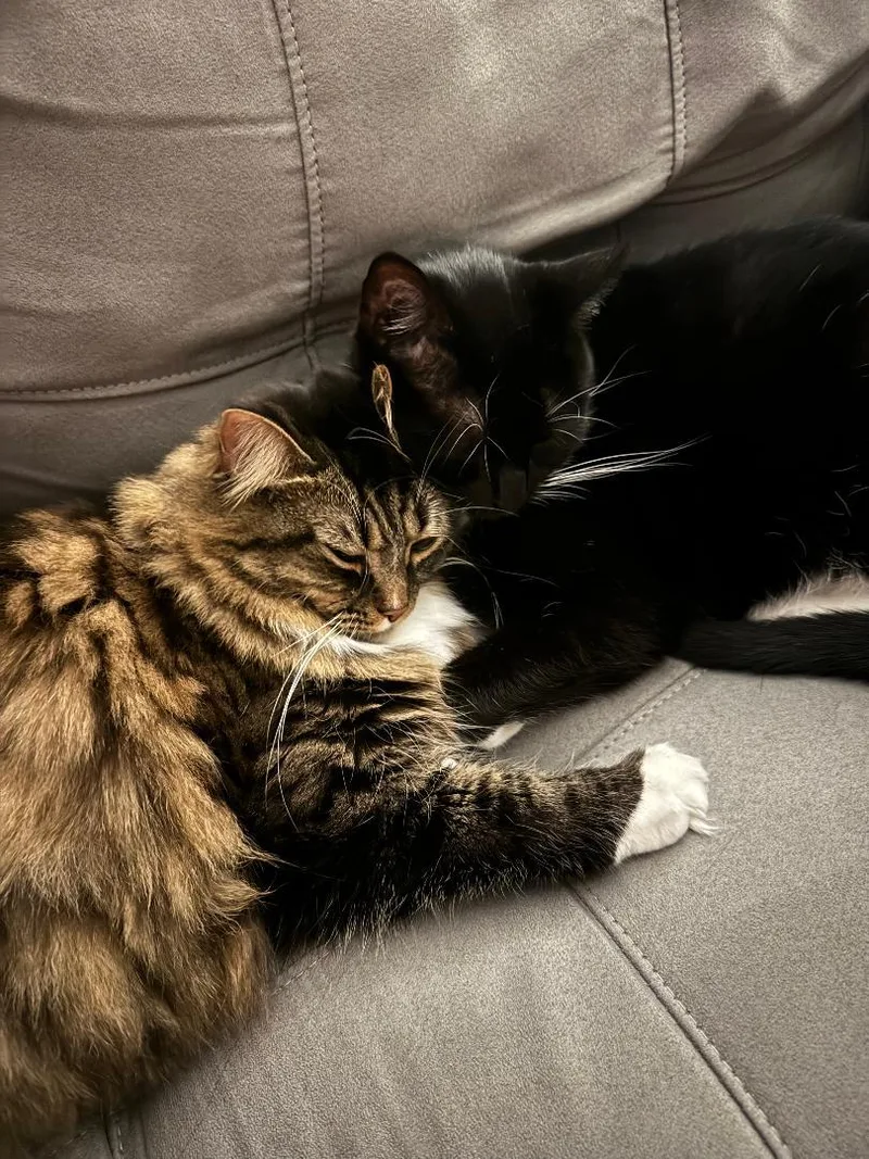An adult large-sized male Domestic Short Hair cat named Tux for adoption in Port Wentworth, GA