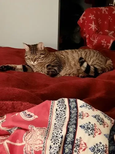 An adult medium-sized male Domestic Short Hair cat named Pappardelle for adoption in Webster, MA