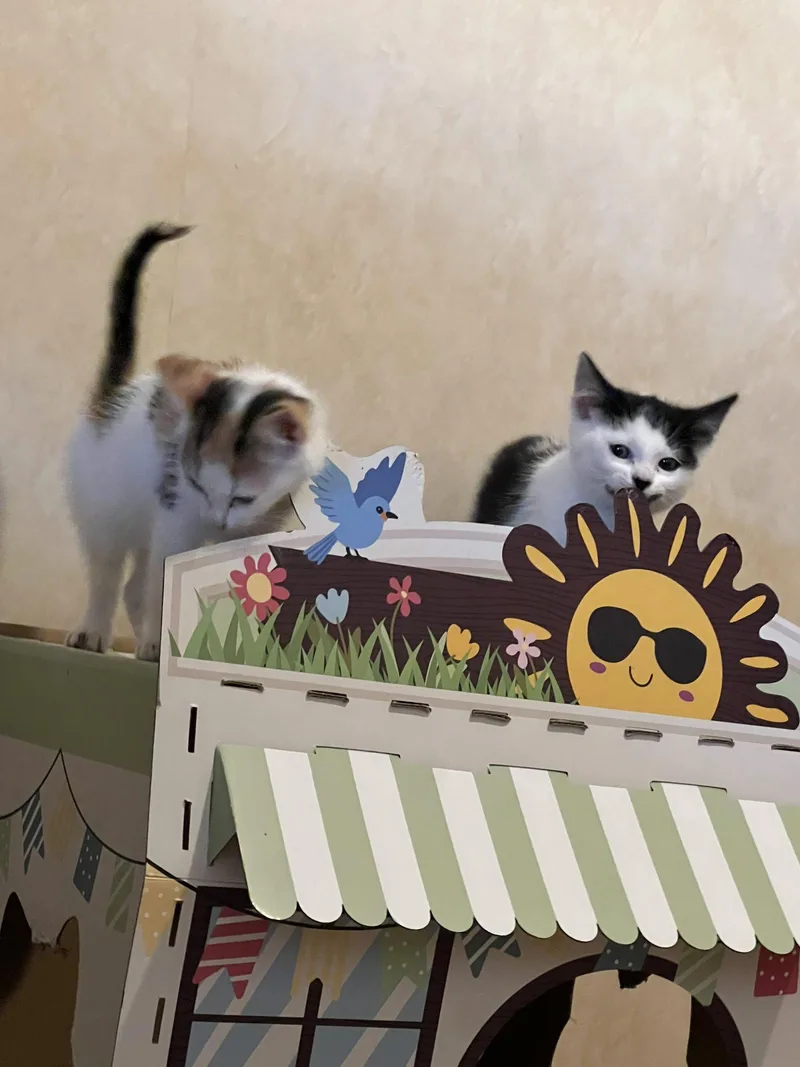 A baby medium-sized female Domestic Short Hair cat named Lolly for adoption in Yardley, PA
