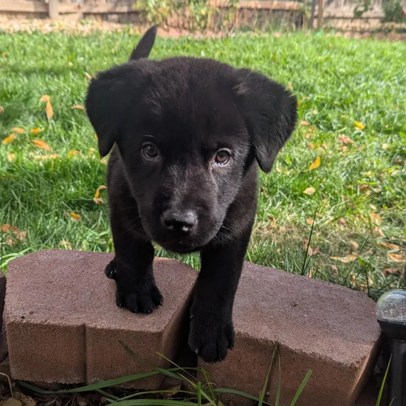 A baby large-sized female Black Chow Chow dog named Hedy for adoption in Fort Collins, CO