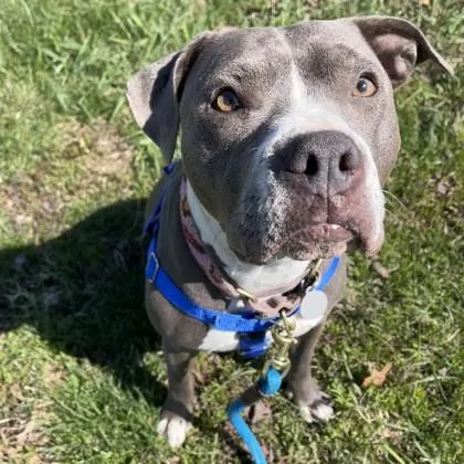 An adult large-sized female Pit Bull Terrier dog named Rebel for adoption in Wheaton, IL