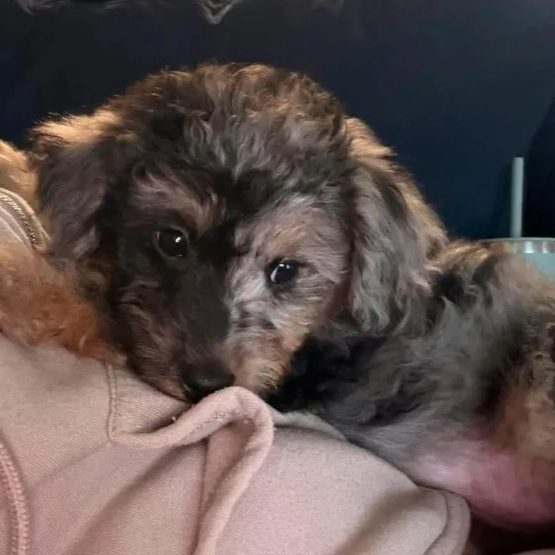 A baby small-sized female Gray / Blue / Silver Miniature Poodle dog named Trixie for adoption in Peculiar, MO