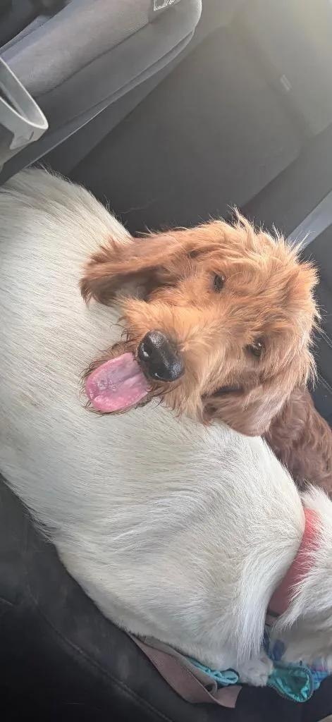 An adult large-sized male Wheaten Terrier dog named Shaggy for adoption in Quinlan, TX