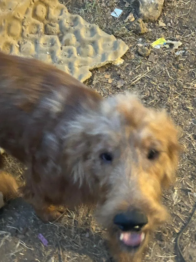 Shaggy thumbnail 3