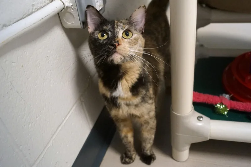 An adult medium-sized female Tortoiseshell Tortoiseshell cat named Nami for adoption in New Milford, CT