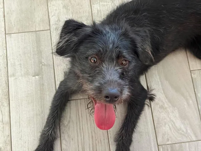 A young small-sized male Standard Schnauzer dog named Otis for adoption in Lutz, FL