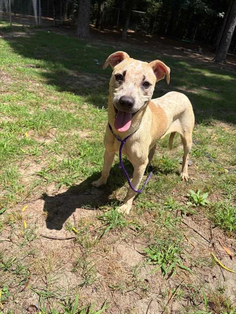 A young medium-sized female Cattle Dog dog named Caramela for adoption in Little Rock, AR