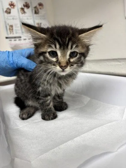 A baby medium-sized female Brown / Chocolate Domestic Medium Hair cat named Ahsoka for adoption in Oakland, CA