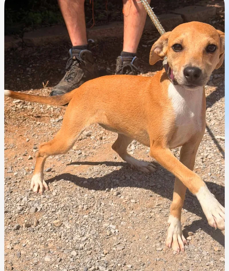 A young small-sized female Mixed Breed dog named Sasha for adoption in Monona, WI