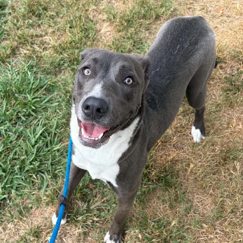 A young medium-sized female Gray / Blue / Silver Pit Bull Terrier dog named Angel for adoption in Concord, NC