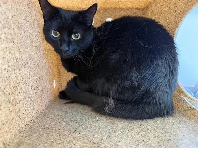 An adult small-sized female Domestic Short Hair cat named Wednesday for adoption in Lancaster, CA