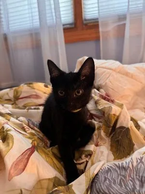 A baby medium-sized female Black Domestic Short Hair cat named Twig for adoption in Mokena, IL