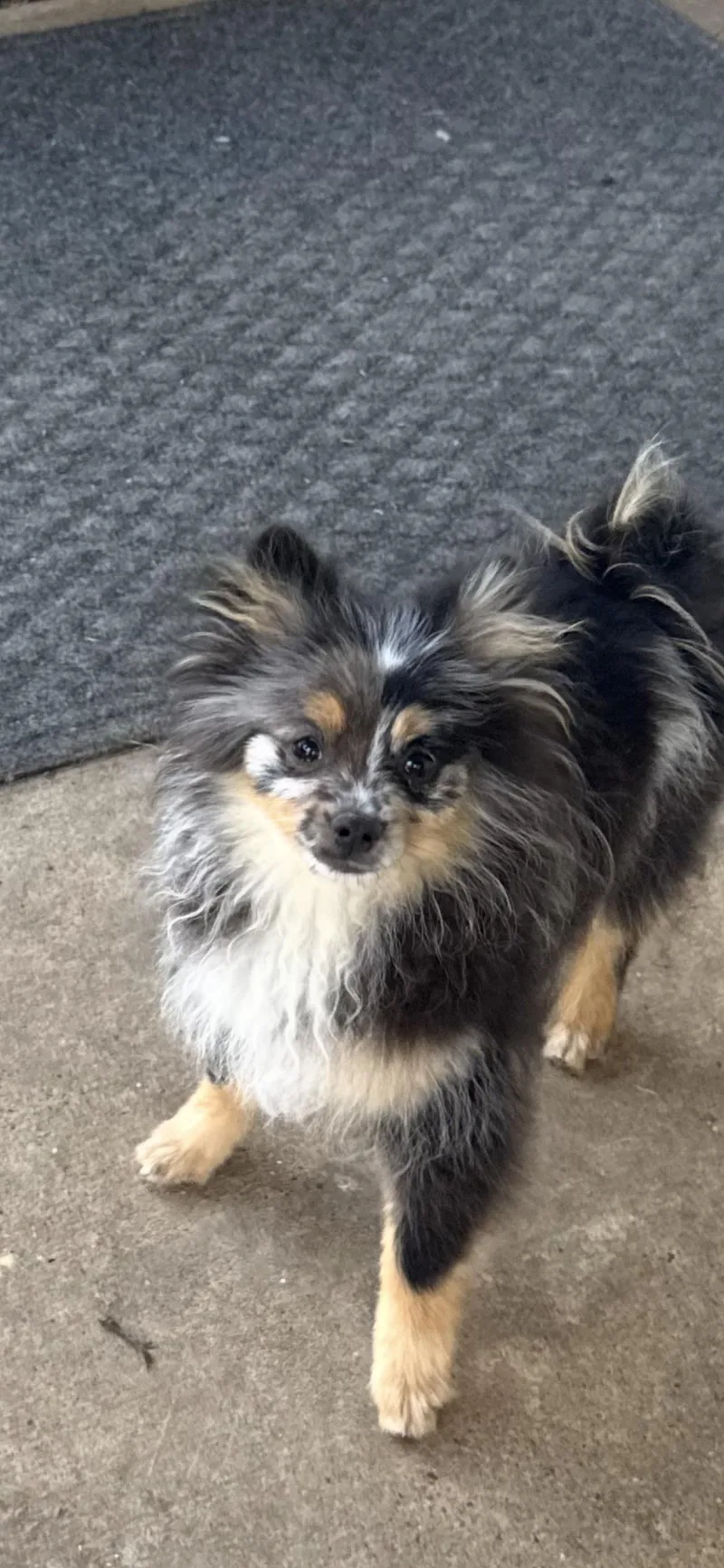 A baby small-sized male Merle (Blue) Pomeranian dog named Eric for adoption in Texarkana, TX