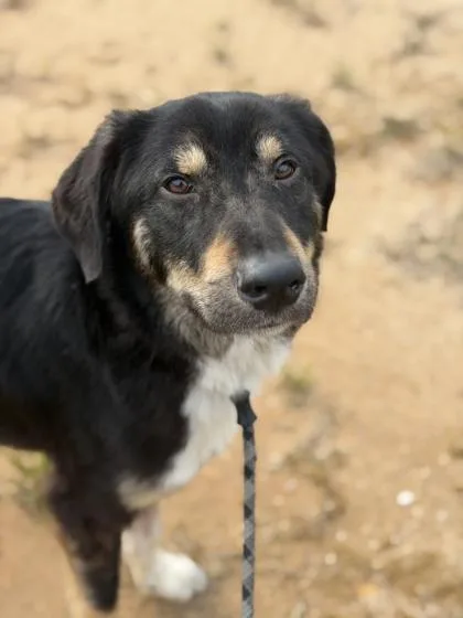 An adult medium-sized male Mixed Breed dog named Foghorn for adoption in Atlanta, GA