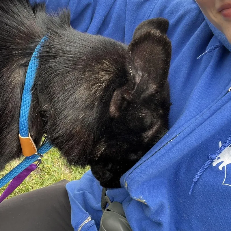 An adult medium-sized male Black Mixed Breed dog named Stanley for adoption in Matteson, IL