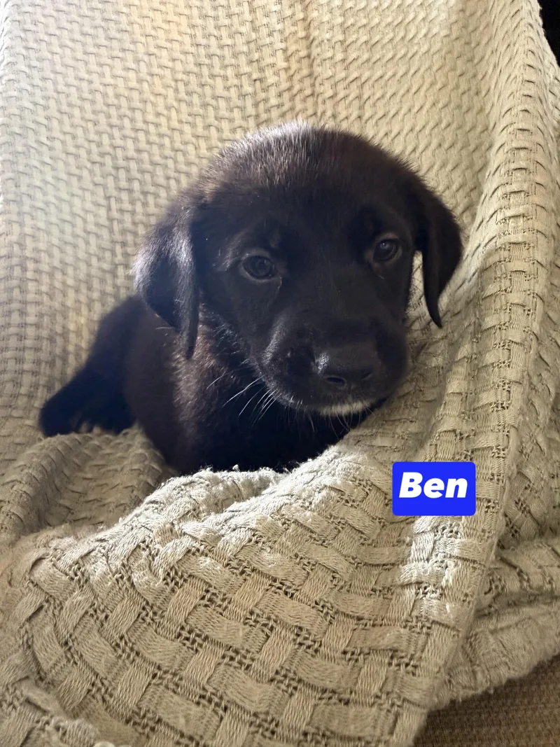 B Litter Ben
