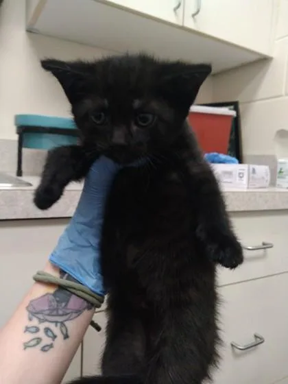 A baby small-sized female Domestic Short Hair cat named Jasmine for adoption in Palm Coast, FL